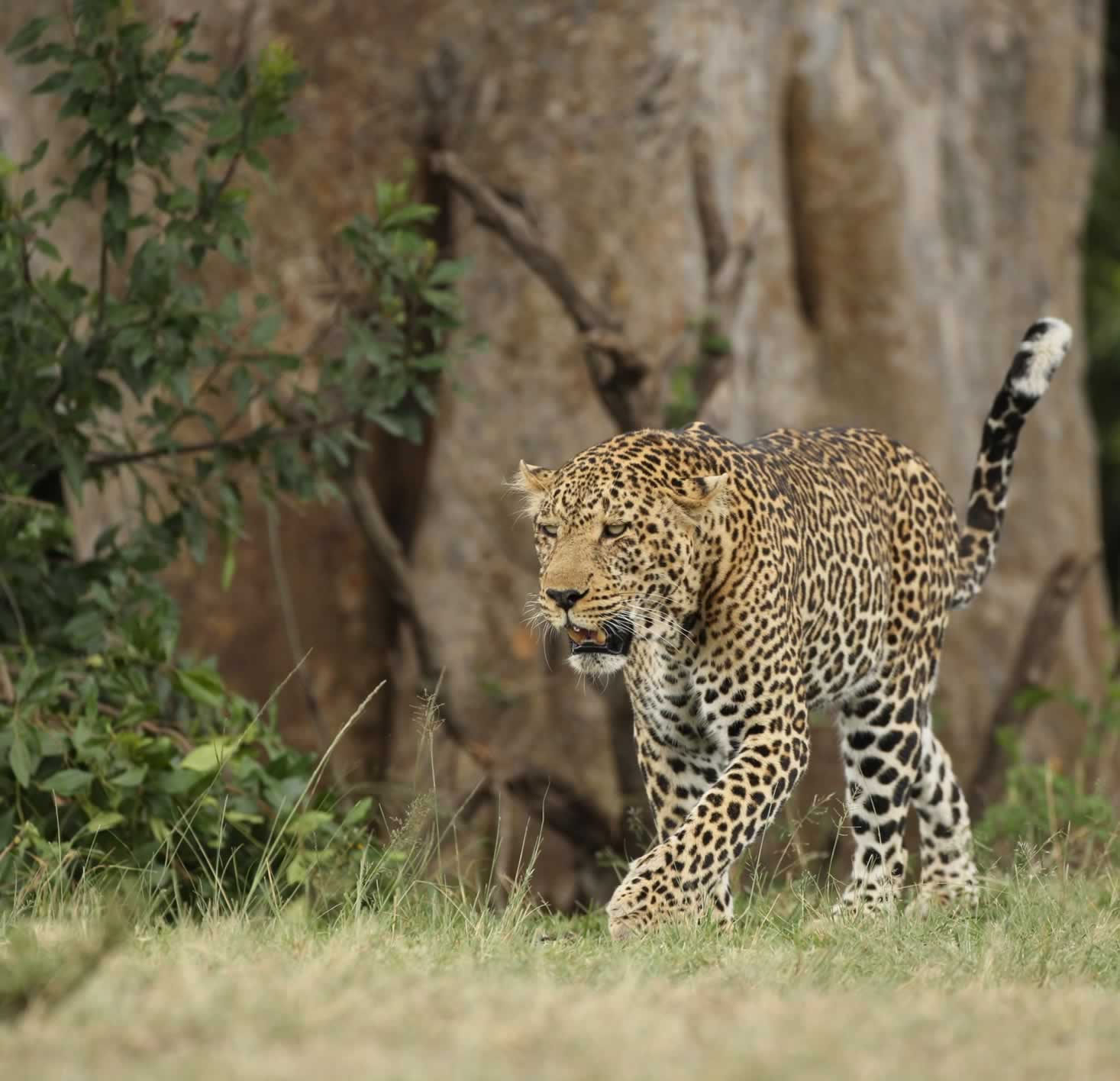 leopard-masai-mara