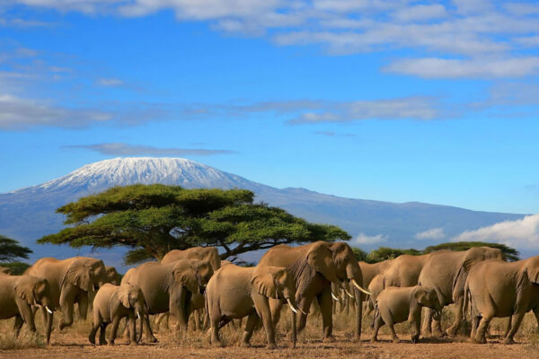Elephants and Kilimanjaro background in Amboseli