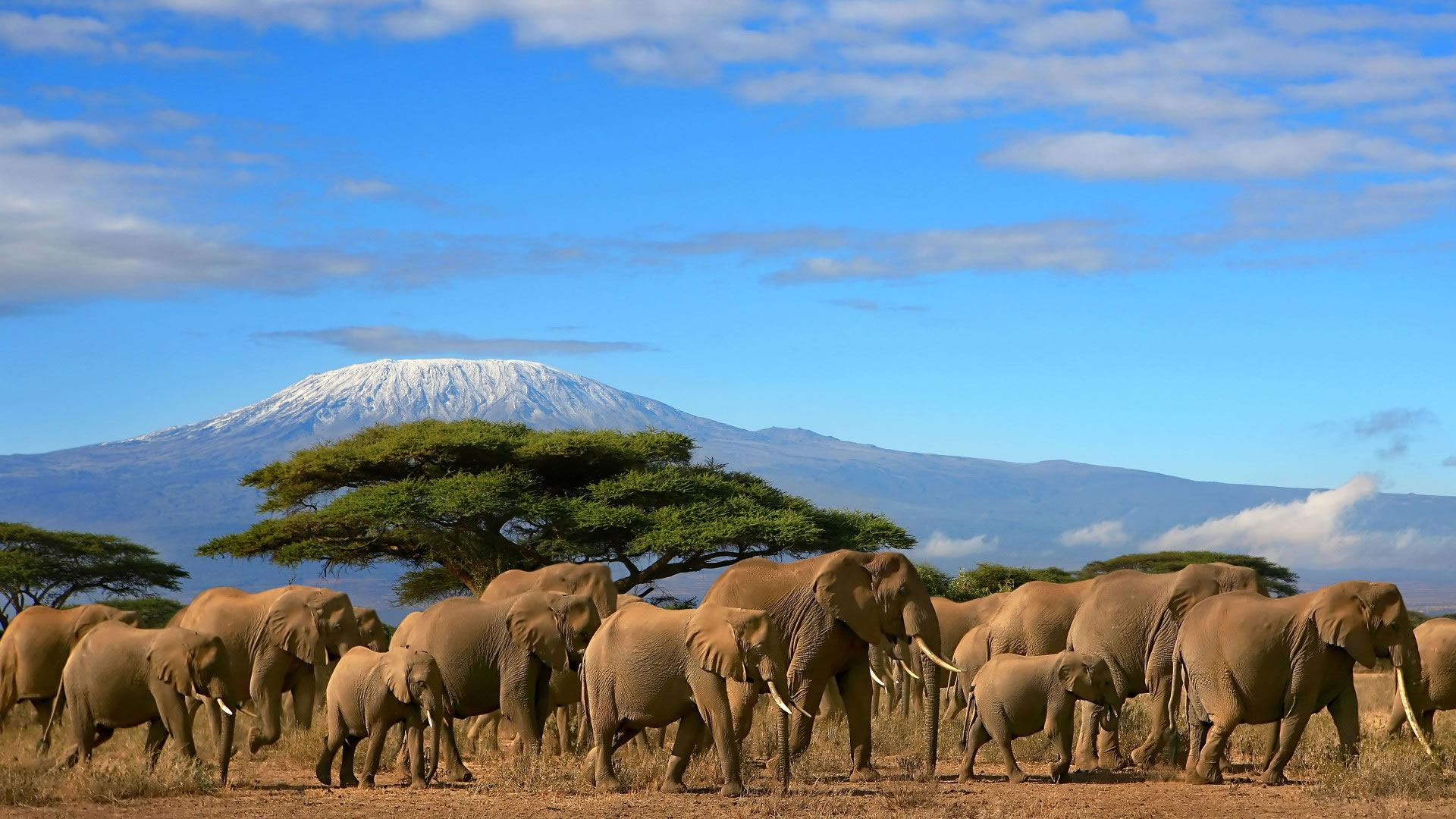 Elephants and Kilimanjaro background in Amboseli