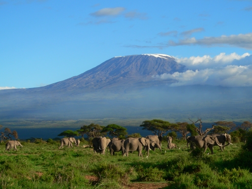 Amboseli Safari