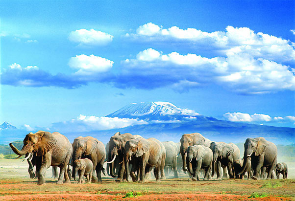 Elephants with the backdrop of Mt