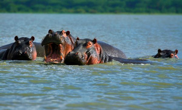 Family_Of_Hippopotamuses_On_Lake_Naivasha_Kenya_600