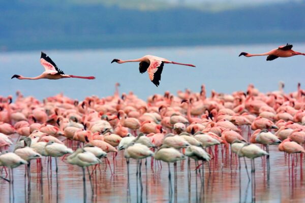 Flamingos Lake Nakuru Kenya
