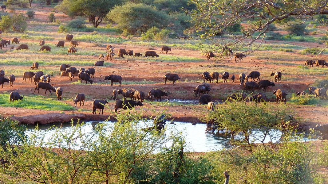 Kilaguni Serena Lodge Water Hole Tsavo West