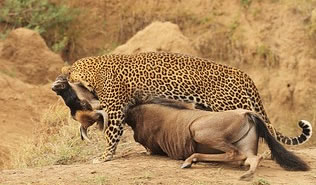 Leopard Hunting in Masai Mara