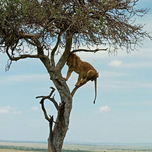 Lion on tree Masai Mara