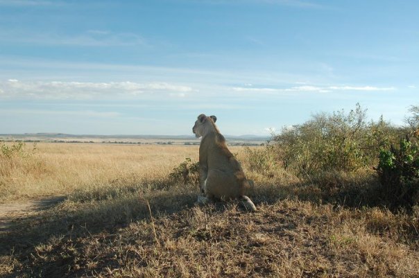 Lion masai mara