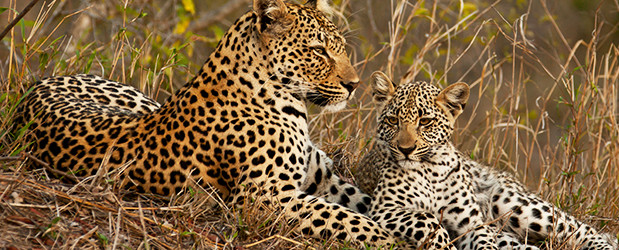 Leopards in Samburu