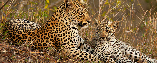 Samburu-leopard