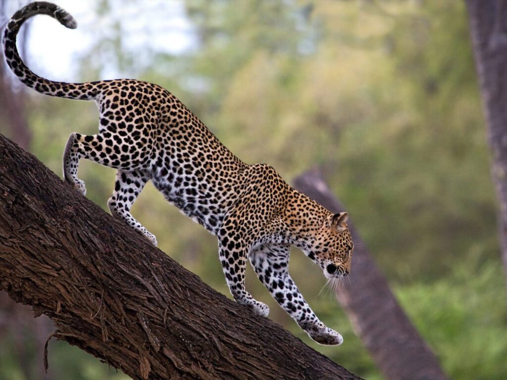 Samburu Leopard on tree
