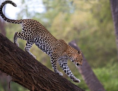 Samburu_National_Reserve_Leopard_in_Kenya