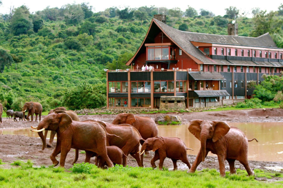 The Ark at Aberdares National Park