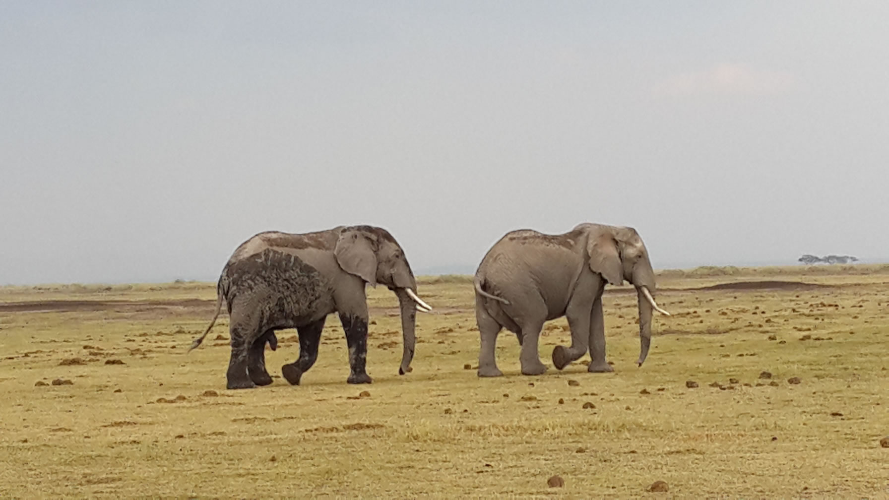 amboseli-elephants