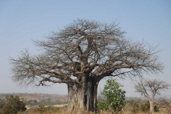 Baobab in Ruaha National Park