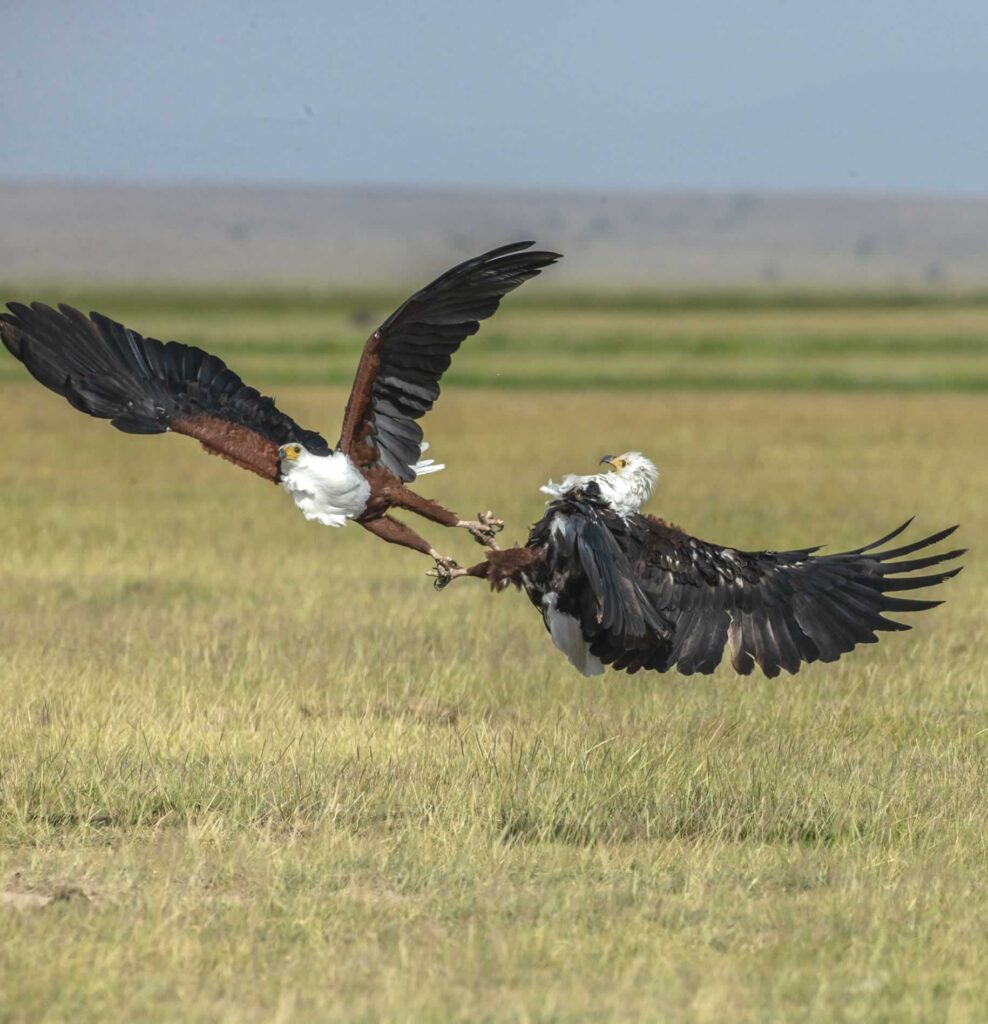 Bird Watching in Kenya