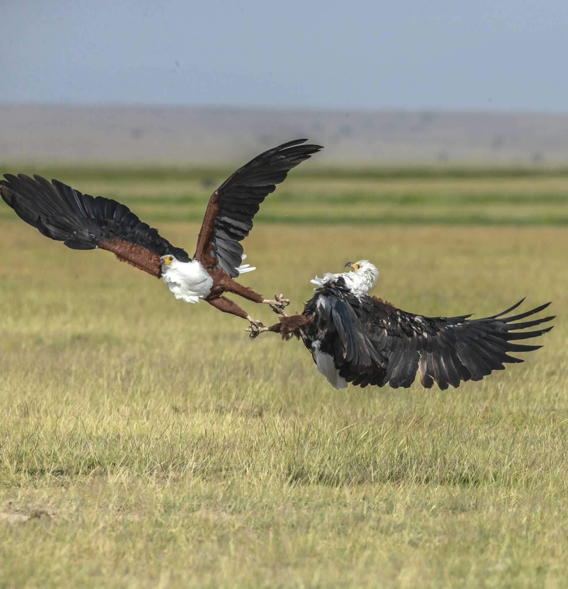 Explorer Kenya Safaris | Kenya Safari Holidays