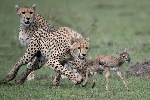 Cheetah hunting in Masai Mara