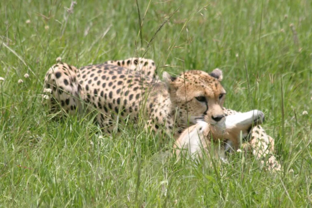 Cheetah hunt in Masai Mara