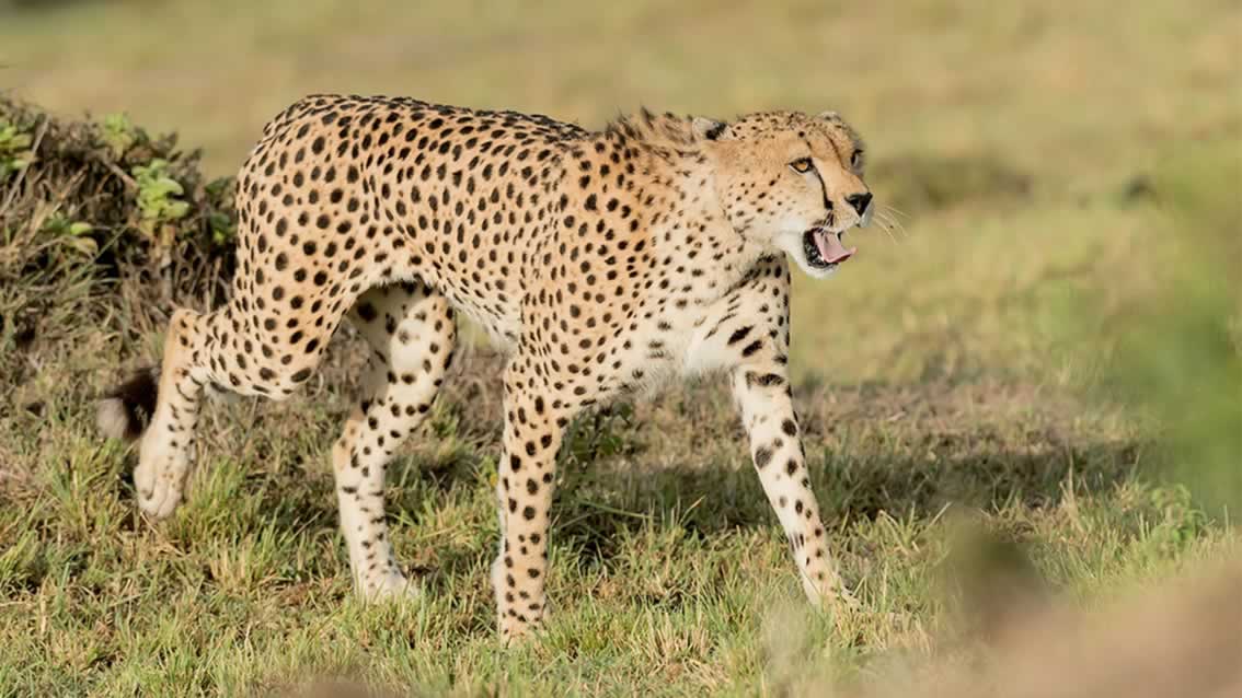 cheetah-masai-mara