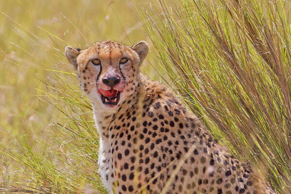 Cheetah near kicheche mara