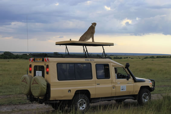 4x4 Safari Land Cruiser