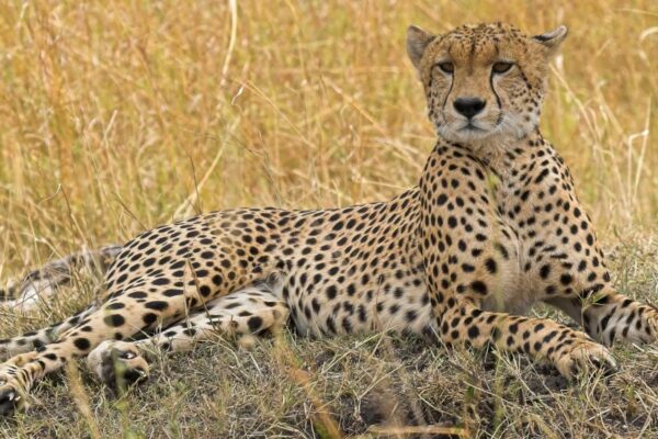 Cheetah resting near Kicheche Mara