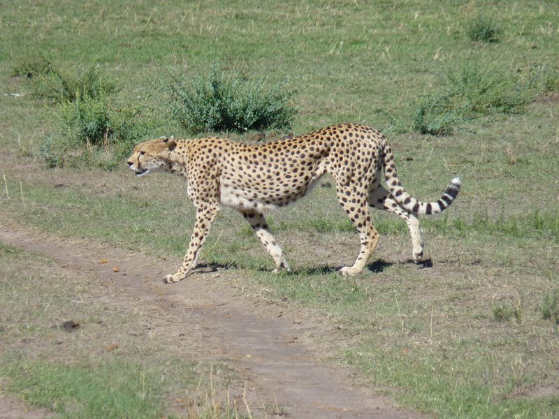 Cheetah in Masai Mara