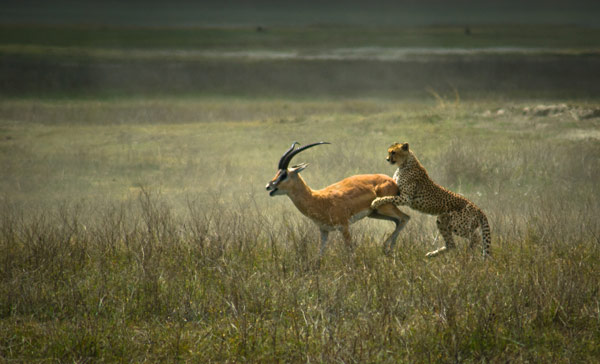 cheetah_ngorongoro