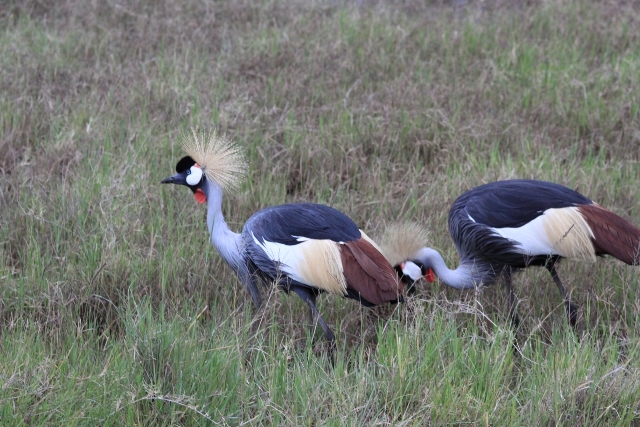 crowned cranes masai mara