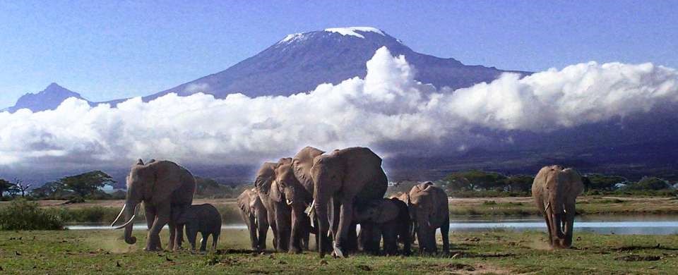 elephant Amboseli1
