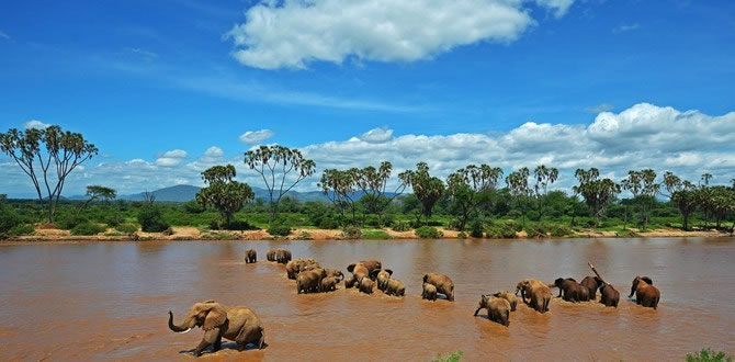 elephant ewaso nyiro river
