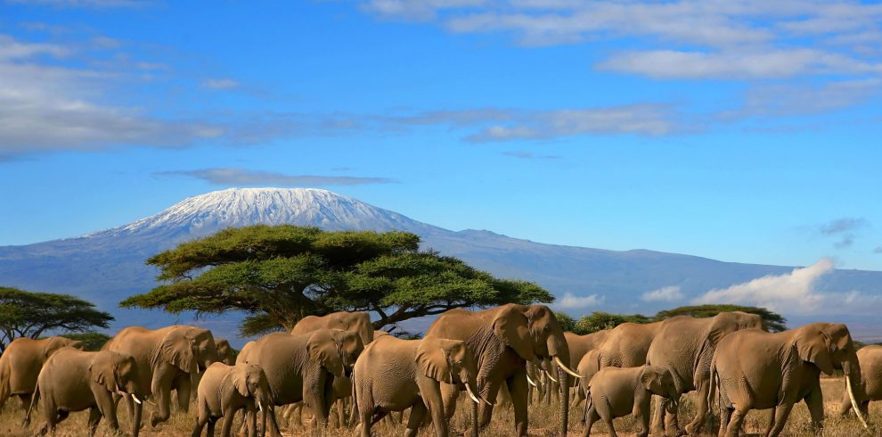 Elephant Herds in Amboseli National Park