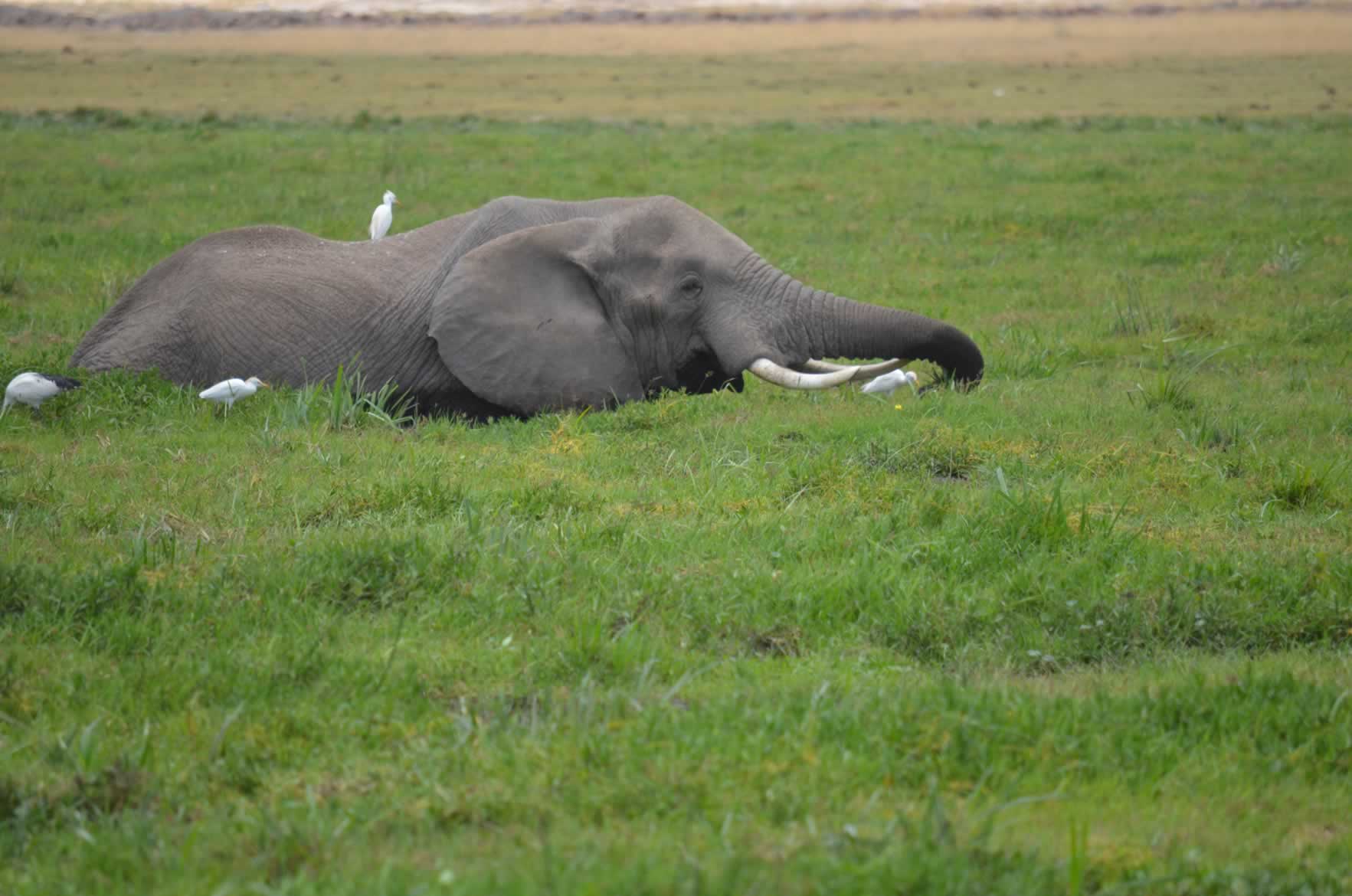 elephant-in-swamp-amboseli