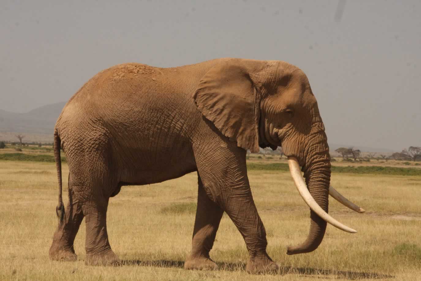 elephant-masai-mara