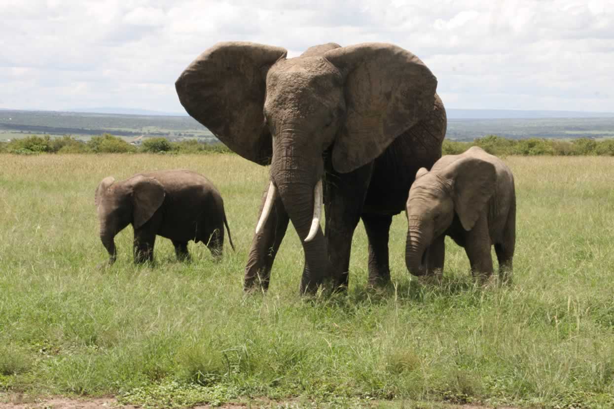 elephants-masai-mara