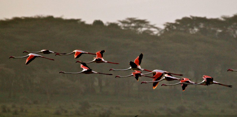flamingoes-flying-lake-naivasha