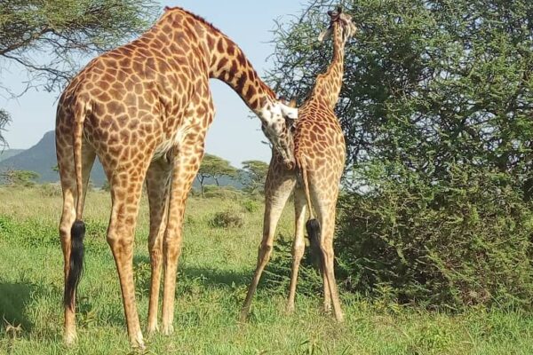 Giraffes in Tarangire National Park