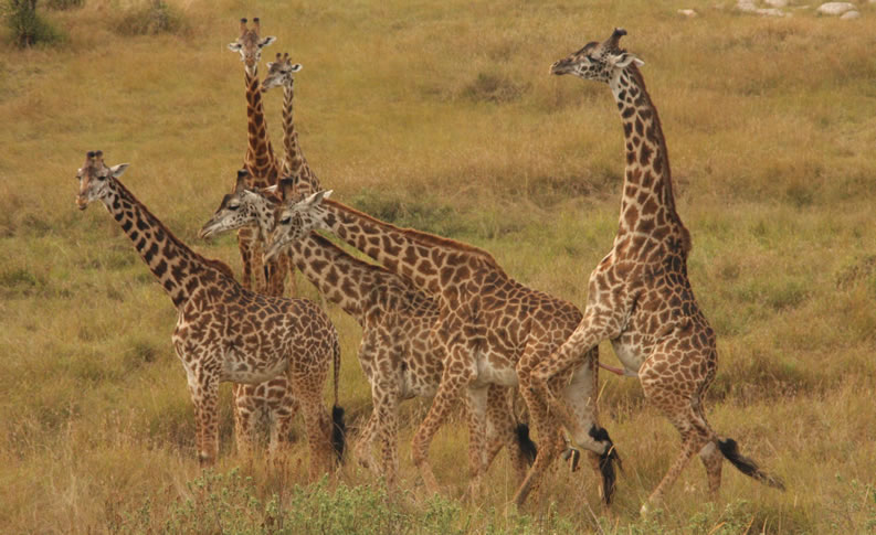 Giraffes mating on a luxury safari