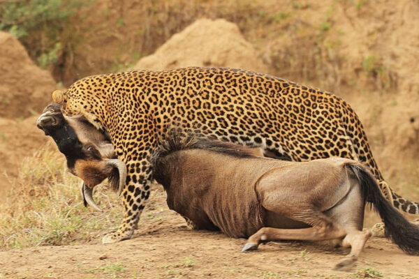 Leopard hunting near Mara Eden Safari Camp