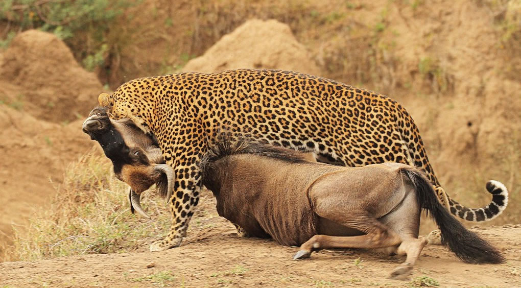 Leopard hunting near Mara Eden Safari Camp