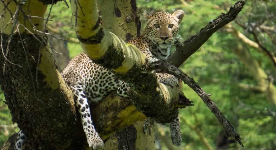 leopard-on-tree-lake-nakuru