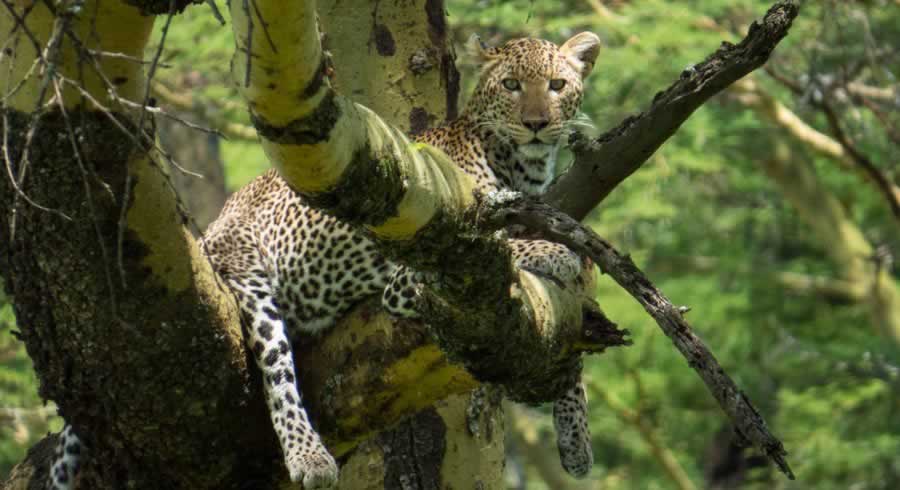 Leopard on tree in Lake Nakuru National Park