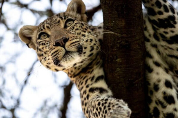 Leopard on tree Masai Mara