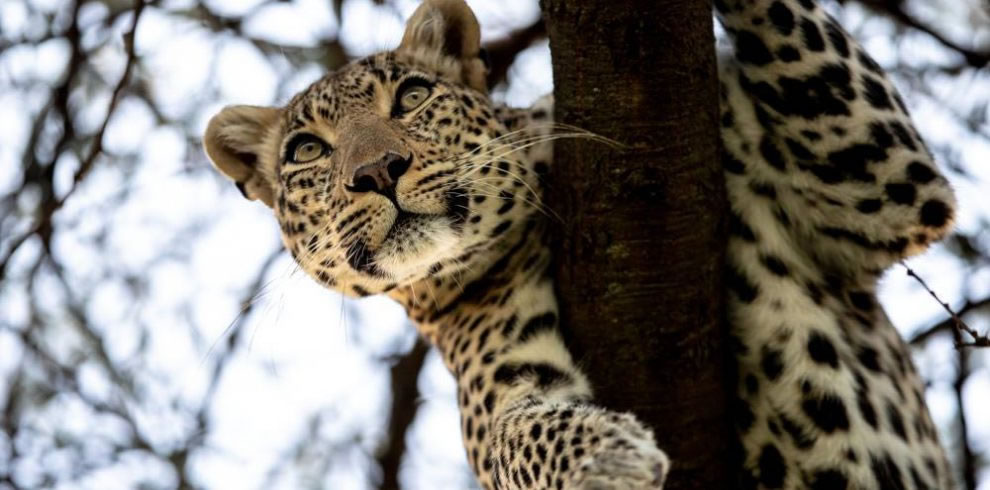 Leopard on tree Masai Mara