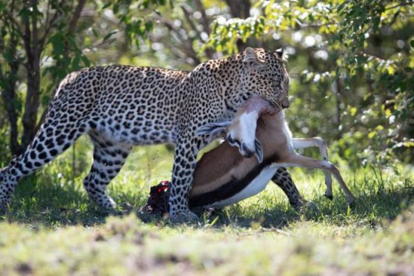 Leopard with Kill in Masai Mara