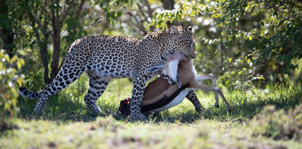 Leopard with Kill in Masai Mara