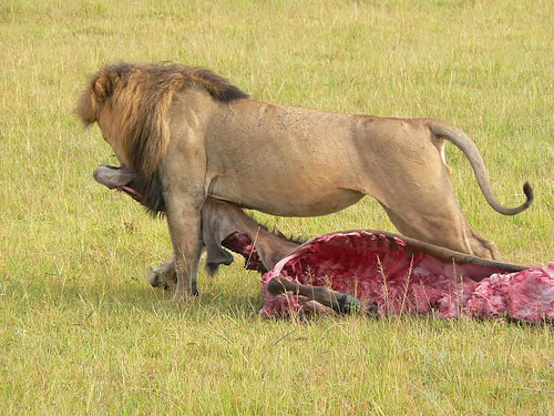 lion killl masai mara