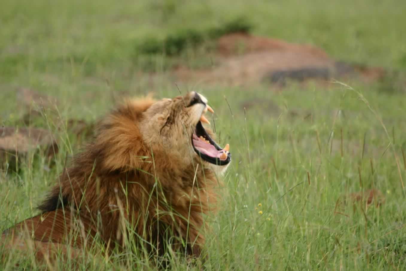 Explorer Kenya Safaris | Kenya Safari Holidays