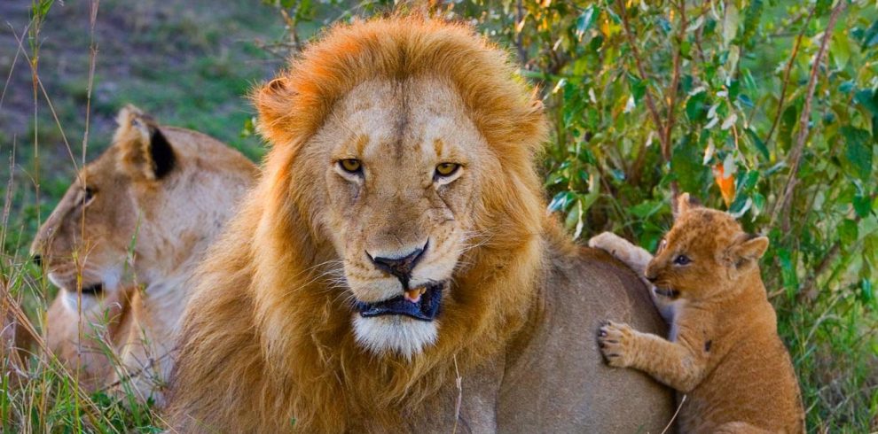 lion_maasai_mara