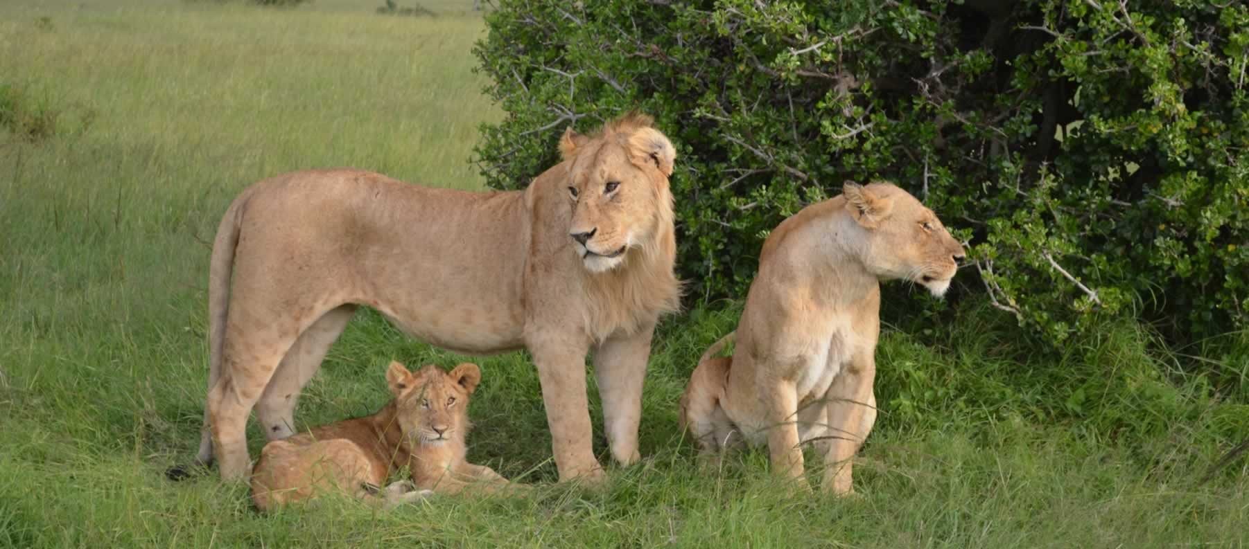 big-cat-destinations-in-kenya